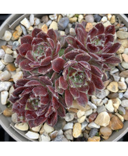 Sempervivum 'Camelot'