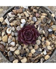 Sempervivum 'Engles'