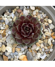 Sempervivum 'Hester'