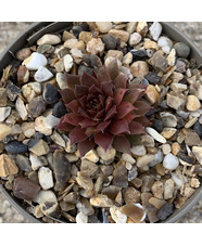 Sempervivum 'Jelly Bean' 