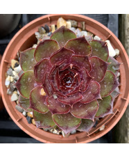 Sempervivum 'Lentezon'
