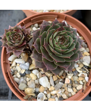 Sempervivum 'Lentezon'