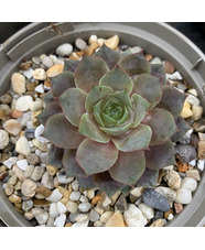 Sempervivum 'Lilac Time'