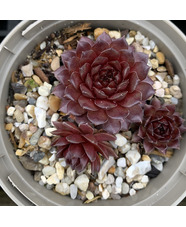 Sempervivum 'Ohio Burgundy'