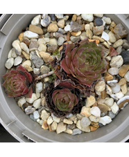 Sempervivum 'Olivette'