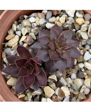 Sempervivum 'Pacific Devil's Food'