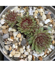 Sempervivum 'Painted Lady'