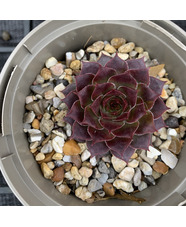Sempervivum 'Pink Lemonade'