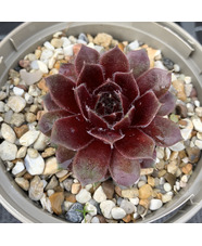 Sempervivum 'Red Delta'