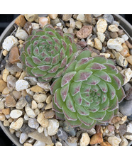 Sempervivum ruthenicum Typ Globiferum