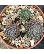 Sempervivum 'Silver Thaw'
