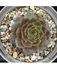 Sempervivum 'Smaragd'