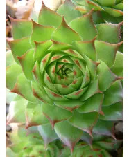 Tiny Spaces Collection