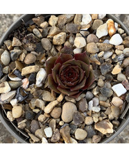 Sempervivum 'Topaz'