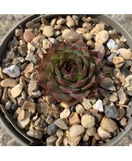 Sempervivum 'Tracy Sue'