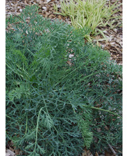 Seseli gummiferum