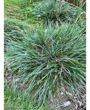 Sesleria caerulea