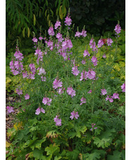 Sidalcea 'My Love'