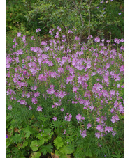 Sidalcea 'My Love'