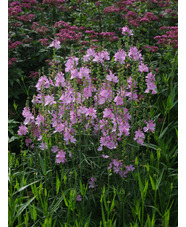 Sidalcea 'My Love'