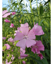 Sidalcea 'My Love'