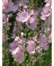 Sidalcea 'My Love'