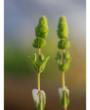 Sideritis cypria