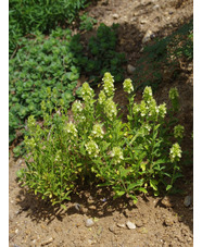 Sideritis hyssopifolia