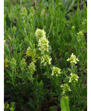 Sideritis hyssopifolia
