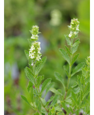 Sideritis hyssopifolia