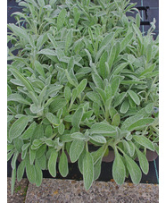 Sideritis scardica