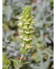 Sideritis syriaca