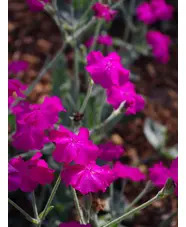 Silene banksia 'Hill Grounds'