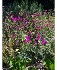 Silene banksia 'Hill Grounds'