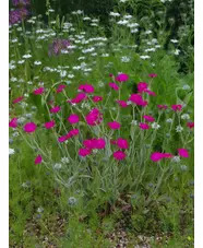 Silene banksia 'Hill Grounds'