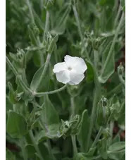 Silene coronaria 'Alba'