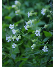 Silene fimbriata