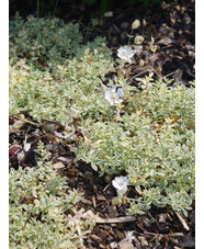 Silene uniflora 'Druett's Variegated'