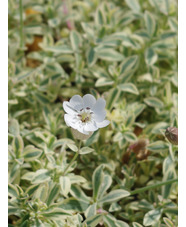 Silene uniflora 'Druett's Variegated'