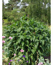 Silphium gracile