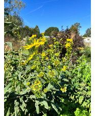 Silphium gracile