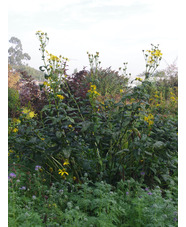 Silphium gracile