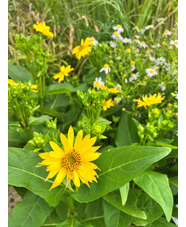 Silphium 'JS Maya'