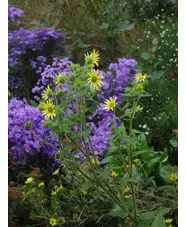 Silphium mohrii