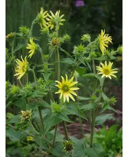 Silphium mohrii