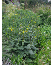 Silphium wasiotense