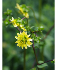 Silphium wasiotense