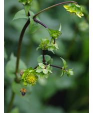 Silphium wasiotense