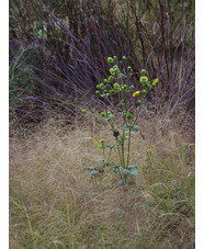 Silphium wasiotense