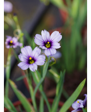 Sisyrinchium 'Dragon's Eye'
